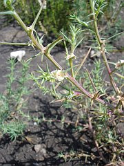 salsola tragus